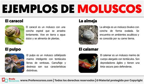Infografía detallando la clasificación de moluscos por número de letras y ejemplos comunes.