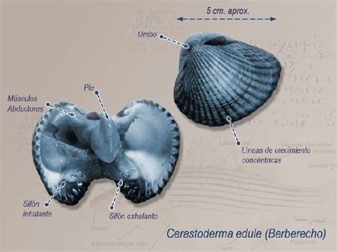 Ilustración de un berberecho destacando sus costillas marcadas y su forma circular.