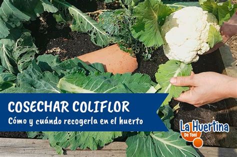 Esquema de las condiciones óptimas para el cultivo de coliflor en macetas (luz, tipo de maceta, drenaje y sustrato)
