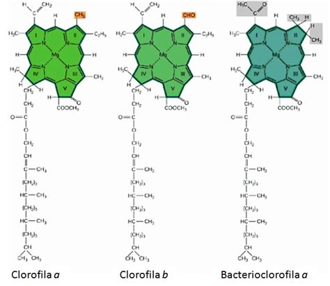 Estructuras químicas de clorofilas a y b, y beta-caroteno con xantofila