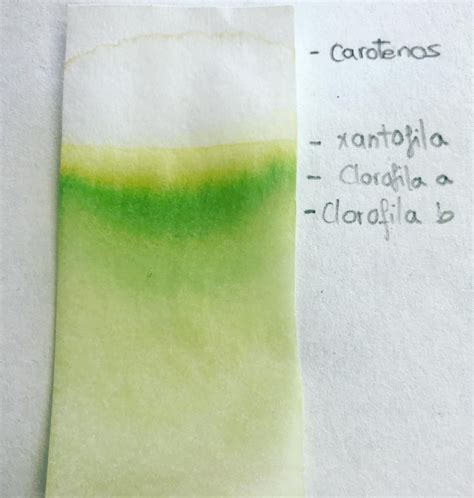 Cromatofolio con manchas de pigmentos de espinaca separados por CCF