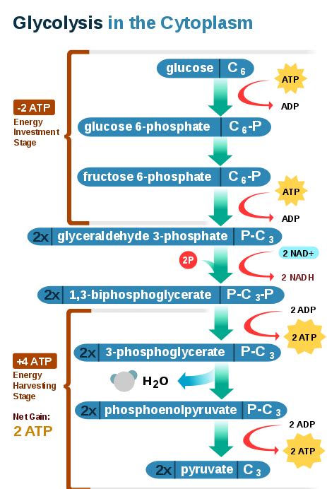Esquema bioquímico de la glucólisis anaerobia y el descenso del pH post mortem