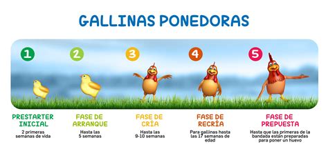 gráfico comparativo del consumo de alimento según la edad y producción de la gallina