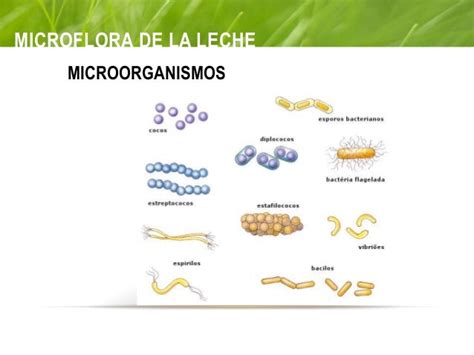 Esquema de las bacterias comunes en la leche cruda