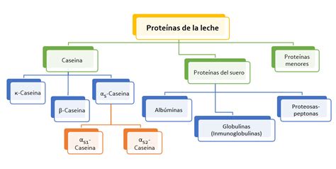 Infografía que muestra la proporción ideal de grasas y proteínas en la leche para una espuma perfecta