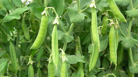 Campo de cultivo de porotos bajo condiciones de clima seco y gran amplitud térmica