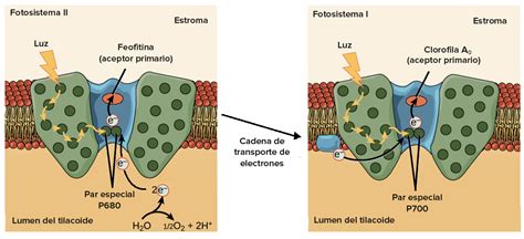 Esquema de los fotosistemas I y II, mostrando la heterogeneidad del PSII y los mecanismos de estados de transición en la membrana tilacoidal