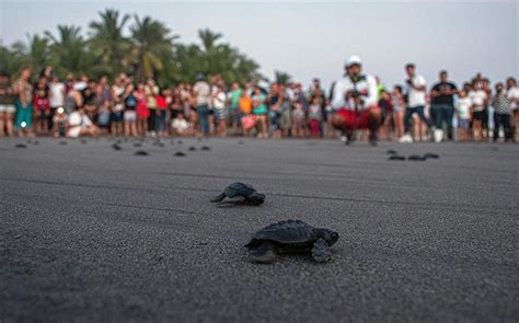 Liberación de crías de tortuga marina en el Centro Ecológico de Cuyutlán