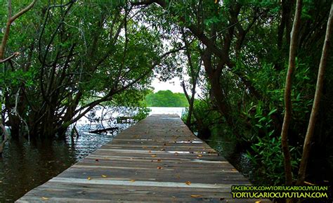 Recorrido en bote por el Estero Palo Verde entre manglares