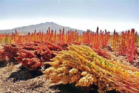 Campo de cultivo de quinua en los Andes bolivianos