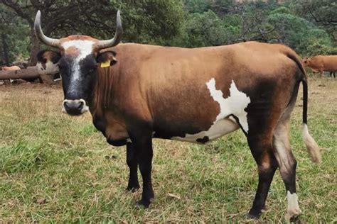 Ganado bovino criollo pastando