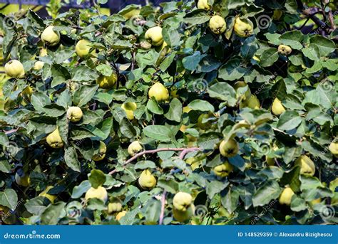 Foto de membrillos maduros en un árbol