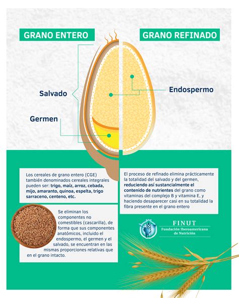 Esquema nutricional del grano de arroz y los nutrientes que se transfieren al agua durante el remojo o la cocción.