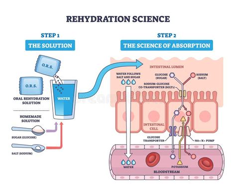 Infografía que explica el proceso de rehidratación y absorción de líquidos mediante el uso de agua de arroz en casos gastrointestinales.