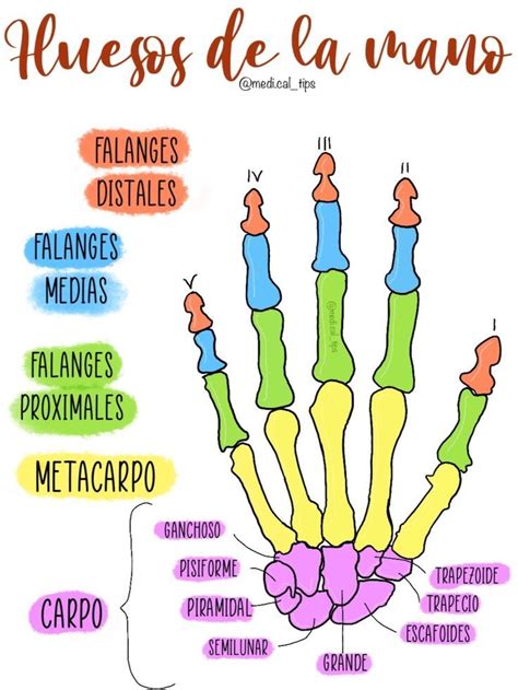 Ilustración científica comparando la anatomía de la mano del ancestro Ailurarctos y el panda moderno