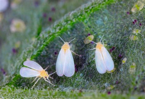 Ilustración detallada de ácaros y mosca blanca en hojas de berenjena.