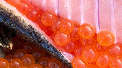 Lecho de río con huevos de salmón (zona de desove)