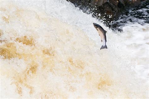 Salmones saltando una cascada durante la migración