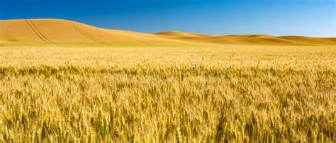 Campos de arroz en Morelos listos para la cosecha