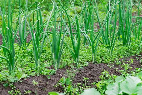 Campo de cultivo de cebolla con malezas en primer plano