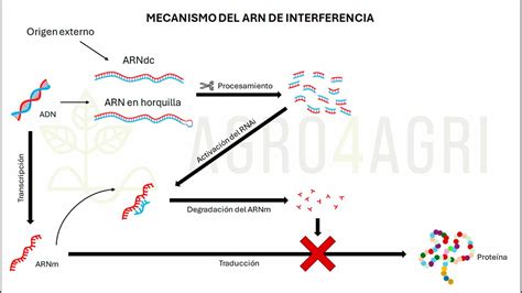 Infografía o esquema que ilustra el mecanismo de acción del ARN interferente (ARNi) en plantas para conferir resistencia a virus