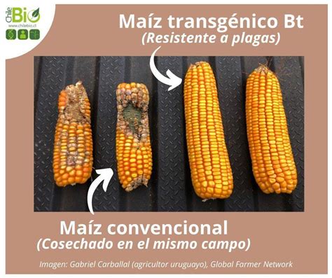Comparación visual entre una planta de poroto transgénico resistente a BGMV (derecha) con hojas y vainas sanas, y su contraparte convencional (izquierda) con síntomas de rugosidad, clorosis y vainas deformadas