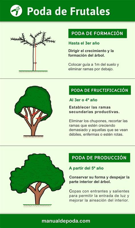 Infografía mostrando diferentes tipos de poda en manzanos y el sistema de riego por goteo.