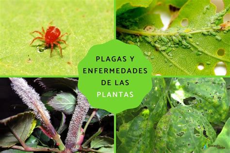 Ilustración detallada de las principales plagas y enfermedades que afectan a los manzanos.