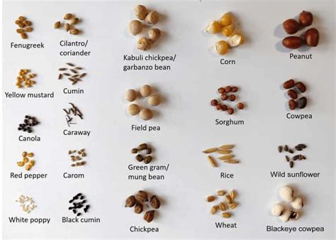 Ilustración de diferentes formas de semillas de leguminosas (reniforme, elíptica, circular)