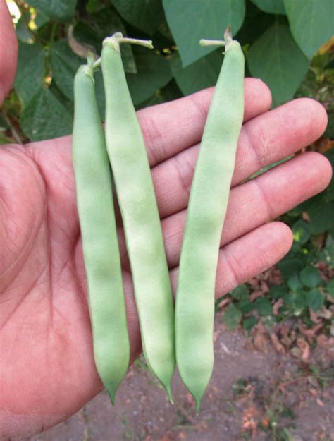Vainas de poroto Bio Bio con manchas rojas