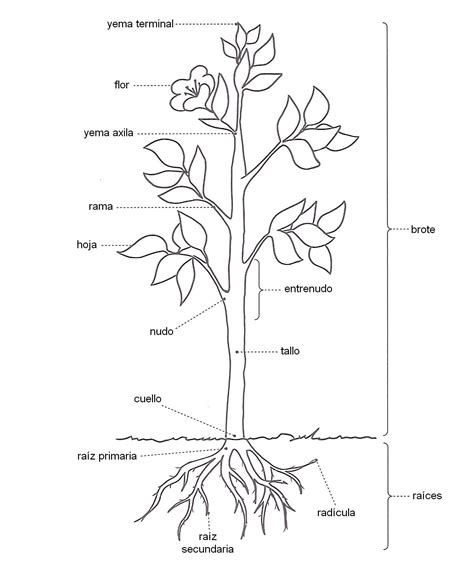 Esquema de una planta de camote con sus raíces reservantes y tallos rastreros