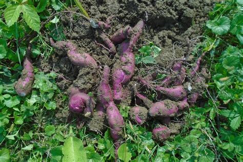 Campo de cultivo de camote bajo pleno sol