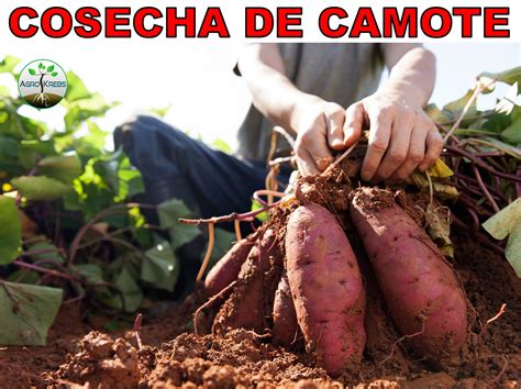 Cosecha de camotes en un campo, mostrando los tubérculos