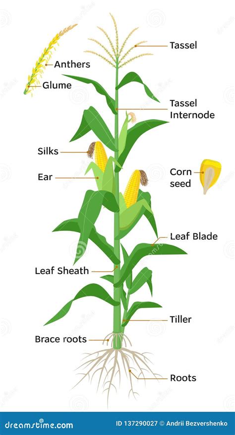 Diagrama de las partes de la planta de maíz, incluyendo raíz y espigas