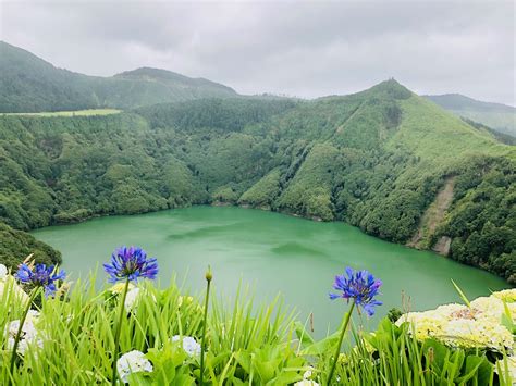 Maizal en la isla de San Miguel, Azores, mostrando su adaptación a diferentes climas