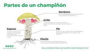 Esquema de un champiñón con sus partes: sombrerillo, tallo, láminas y velo.