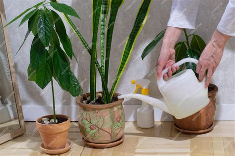 Persona regando plantas con una regadera