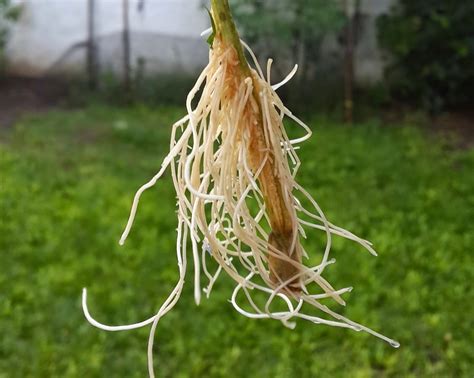 Esquejes en proceso de enraizado con enraizante natural