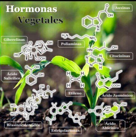 Infografía sobre las hormonas vegetales y su función en el enraizamiento
