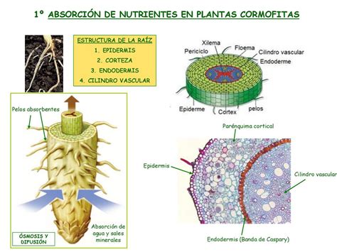 Esquema de absorción de nutrientes en plantas de acelga