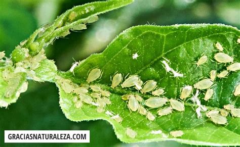 Insectos pulgones en una hoja de acelga y su daño