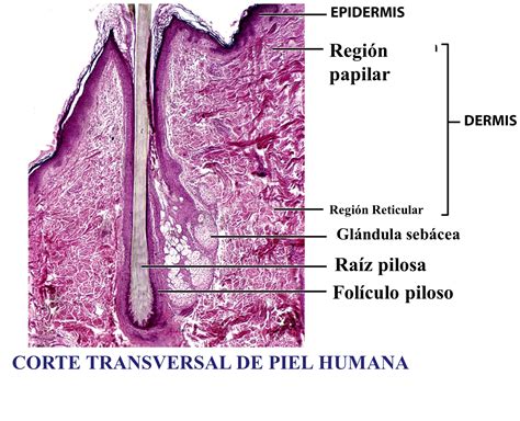 Corte transversal de patata mostrando nutrientes y piel