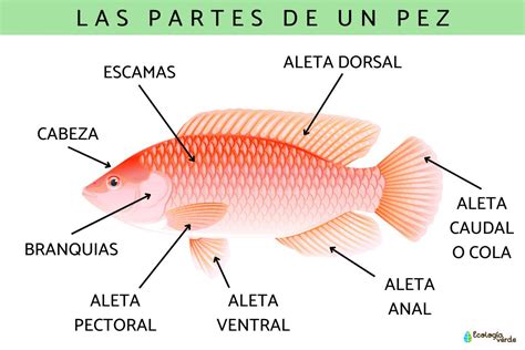 Diagrama anatómico de las aletas de un salmón