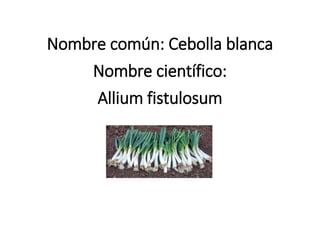 Esquema visual con los diferentes nombres de la Allium fistulosum según la región geográfica