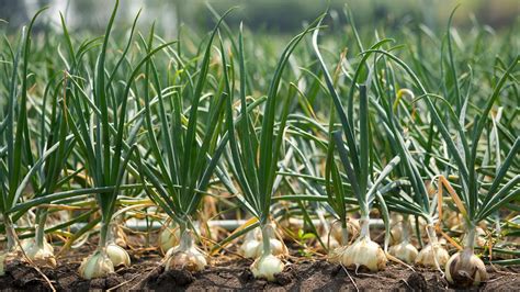 Campo de cultivo de cebolla de verdeo con agricultores cosechando