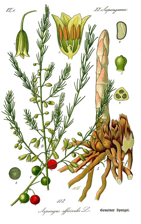 Ilustración botánica de la planta de espárrago (Asparagus officinalis) mostrando sus raíces, tallos y follaje plumoso.