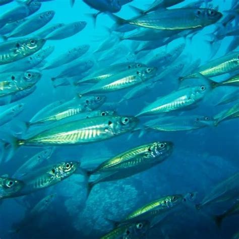 Foto de un cardumen de jurel Trachurus murphyi en su hábitat natural