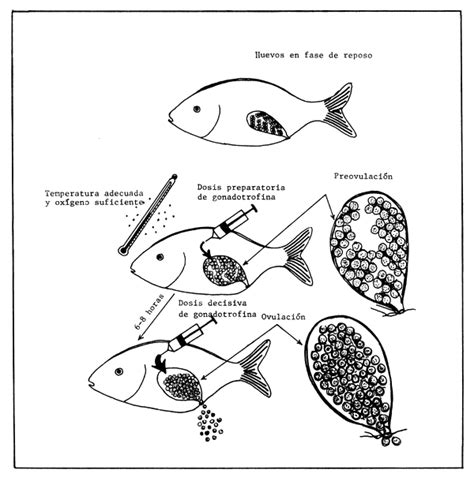 Esquema del desove parcial de peces