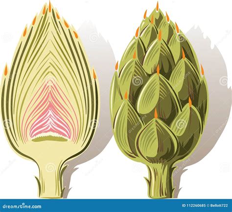 Ilustración de una alcachofa entera y sus corazones