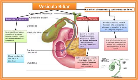 Diagrama del hígado y la vesícula biliar, mostrando cómo la alcachofa ayuda a la desintoxicación